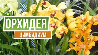 Орхидея цимбидиум ? Garden Zoo