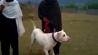 Kangal Pitbull Kırması Köpek