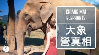 Spice 泰國 | 騎大象不好，不騎大象的大象營其實也不行：清邁 自由行 旅遊