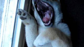 Shiba Inu puppy waking up from her nap