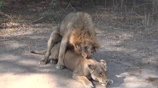animal mating 動物交配 скрещивание животных ζευγαρώματα ζώων 3