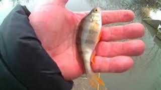 Мормышинг в Феврале. и обрыбил CAIMAN Trout AGE