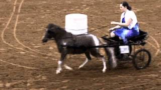 Miniature Barrel Racing