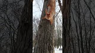 Дал белке орешек / Gave the squirrel a nut