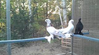чудо голубь (taube/pigeon)