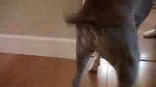 Shake Ya Ass