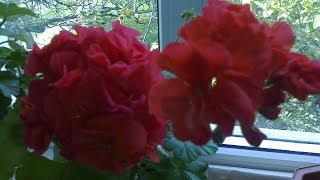 Герань. Размножение черенками и уход за растением.