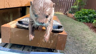 暖かいゴルデンウィーク後半はカワウソとプール開き！ Opening of the pool with the otter!