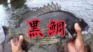 浜名湖 黒鯛釣り クロダイ釣り チヌ釣り カニ 8