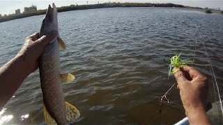 Ловля щуки мелководья на спиннербейт Megabass V-Flat.Pike Fishing.