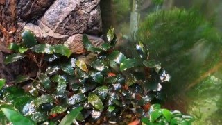 Буцефаландра сп. “шайне блю” - Bucephalandra sp. “Shine Blue”
