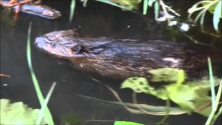 Vroege Vogels - Klunzig jong bevertje
