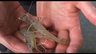 PRAWN CATCH and COOK! with a cast net!