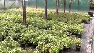 Crops for autumn sales