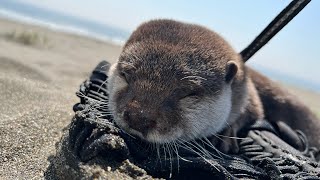 カワウソと一緒に浜辺でビーチフラッグした！ Beach flags on the beach with an otter!