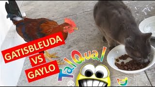 Gatisbleuda VS Gaylo - Tal Qual Dublagens