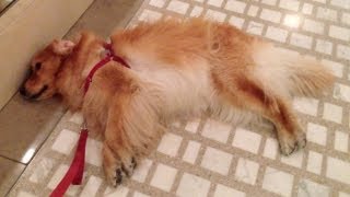 Kopi mops the floor... She's SO Stubborn!!