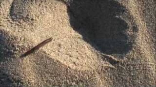 Millipede making a trail in the sand