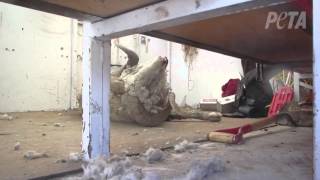 Sheep Killed, Left to Die for U.S. Wool