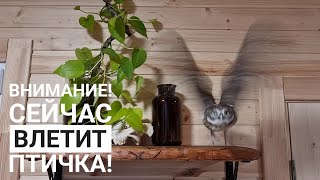 Сыч Лучик научился давать пять. Следующий этап: учиться играть в Angry birds