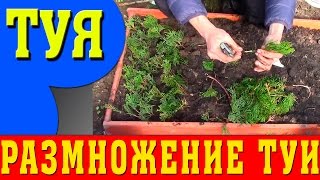 Туя. Размножение туи Черенками. Как размножить тую!