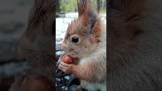 Ушастик выбирает фундук / Ushastik chooses hazelnuts