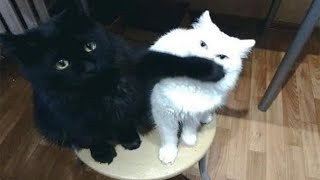 Упс, это не мы! СМЕШНЫЕ КОТЫ и СОБАКИ! ДОМАШНИЕ ЖИВОТНЫЕ ОТЖИГАЮТ!