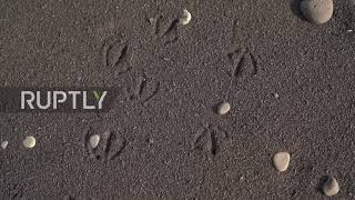 Spain: Black volcanic ashes blanket La Palma's volcano surroundings