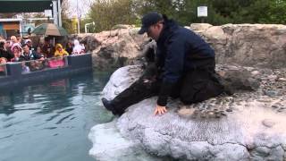 Mystic Aquarium's African Penguin Chicks' First Swim