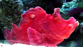 Red Scorpion Rhinopia
