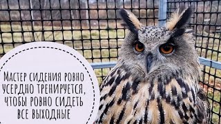 Рассказываю сове Ёлке о планах на выходные. Нас ждут великие дела и великий стресс
