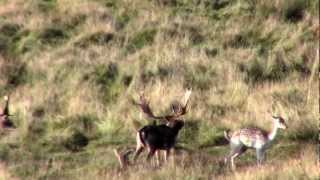Fallow deer mating in Petworth Park