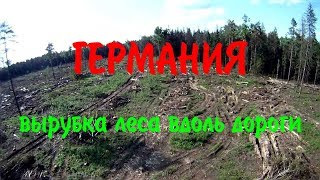Вырубка леса в Германии