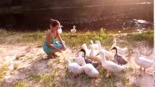 УТИлизация)) Смешное видео про уточек