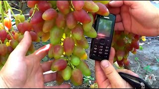 Виноград Дубовский Розовый, Ромбик, Катруся Каховская, Краса Балок, Эверест. Виноград 2017.