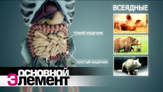 Вегетарианство | Основной элемент
