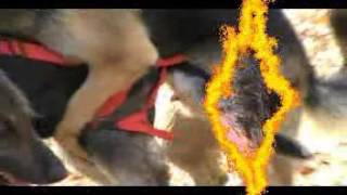 This Dog Chastity Belt is better than the DIY Dog Diaper