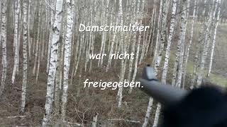 Drückjagd am Rand der Schorfheide; Treibjagd; Damwild wird erlegt
