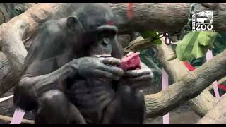 World Bonobo Day - Cincinnati Zoo