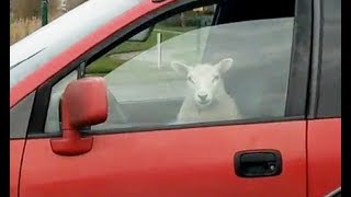 ? SLECHTE DAG?? DIT MAAKT JE VROLIJK!! ? GEKKE EN GRAPPIGE VIDEOS #9 ??