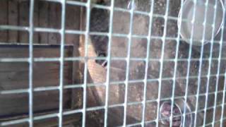 Томская Писаница 21.08.2010. Part 6.