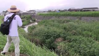 catfish 夏の平野部の３目釣り