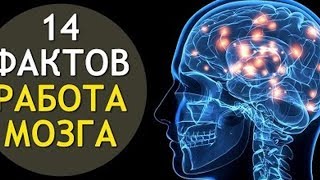 Башперсонал отзывы: привлекательный работодатель 062 Факты о работе нашего мозга