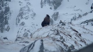 Tahr Hunt New Zealand West Coast 2013