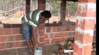 Ceará   Produtora Faz Receita De Galinha Caipira