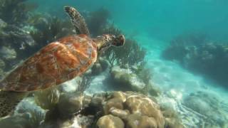 Turtlemania Acumal, Mexico