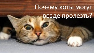 Почему кошка может пролезть даже в самую узкую щель? - Все обо всем