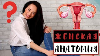 Женская анатомия. Женская половая система. Как устроены женщины? (Строение женщины).Факты о женщинах