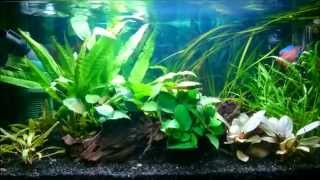 Trichogaster lalius Dwarf gourami (my 54 liters planted aquarium) 14-08-2015