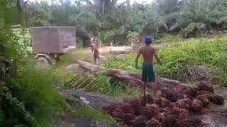 Muat buah kelapa sawit tingkat dewe